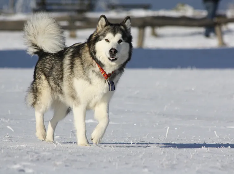Alaskan malamute adulto