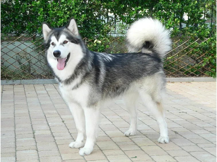 Alaskan malamute