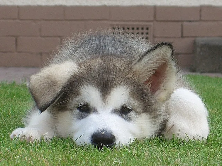 Cucciolo di alaskan malamute