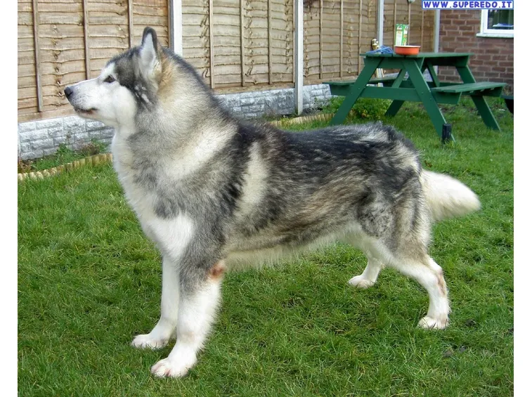 Alaskan malamute