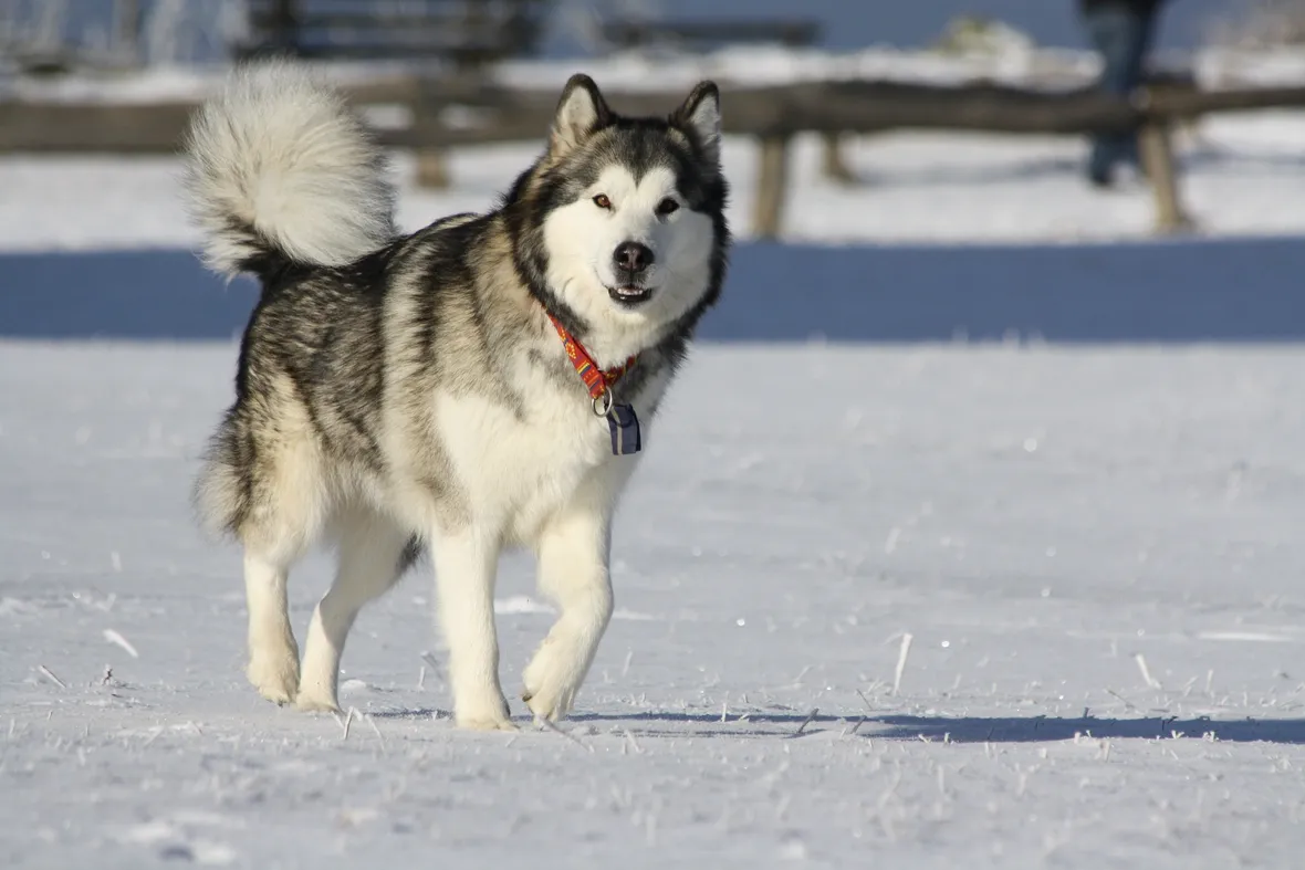 Alaskan malamute adulto
