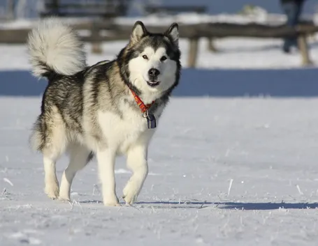 Alaskan malamute