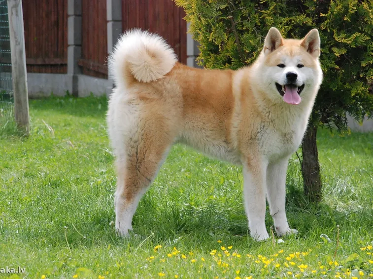 Akita inu adulto