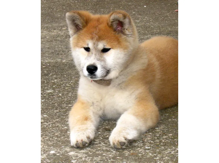 Cucciolotto di akita