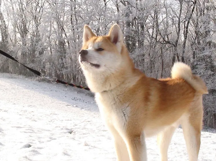 Akita nella neve