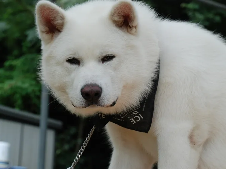 Akita