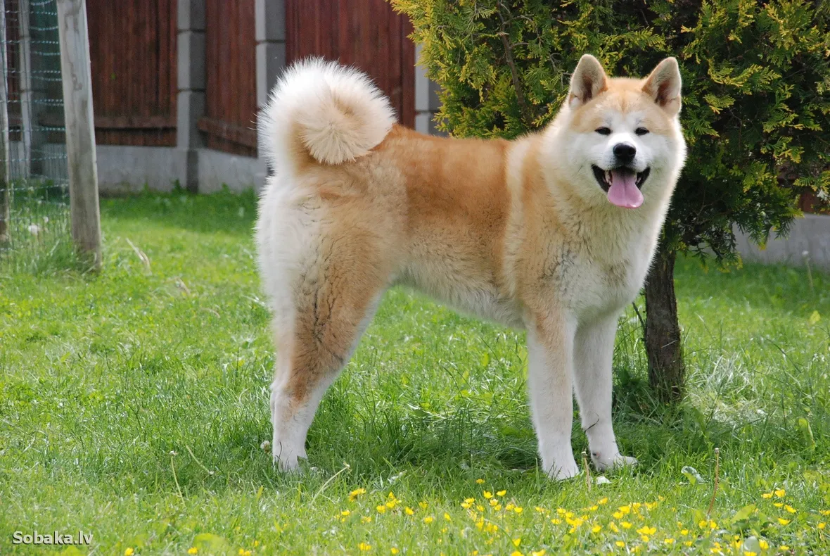 Akita inu adulto