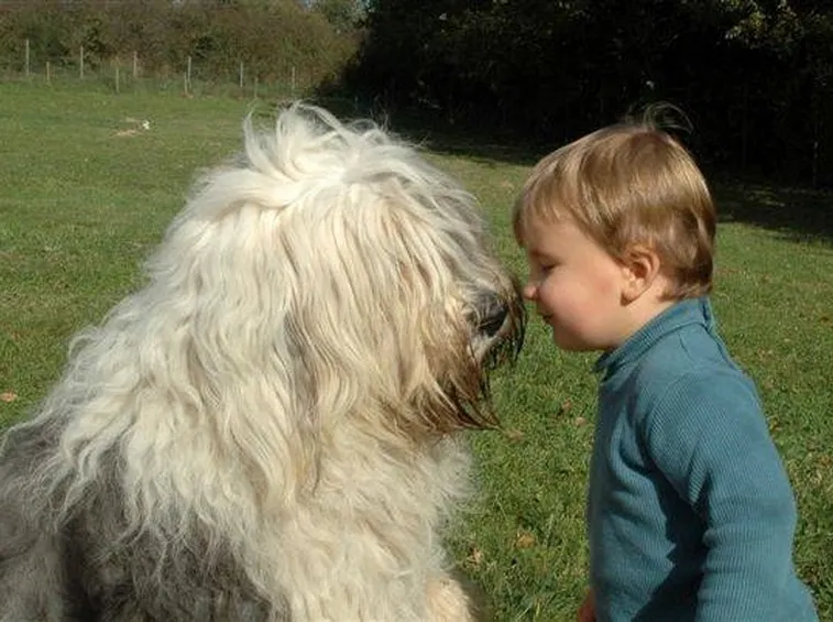 il Bobtail ama i bambini