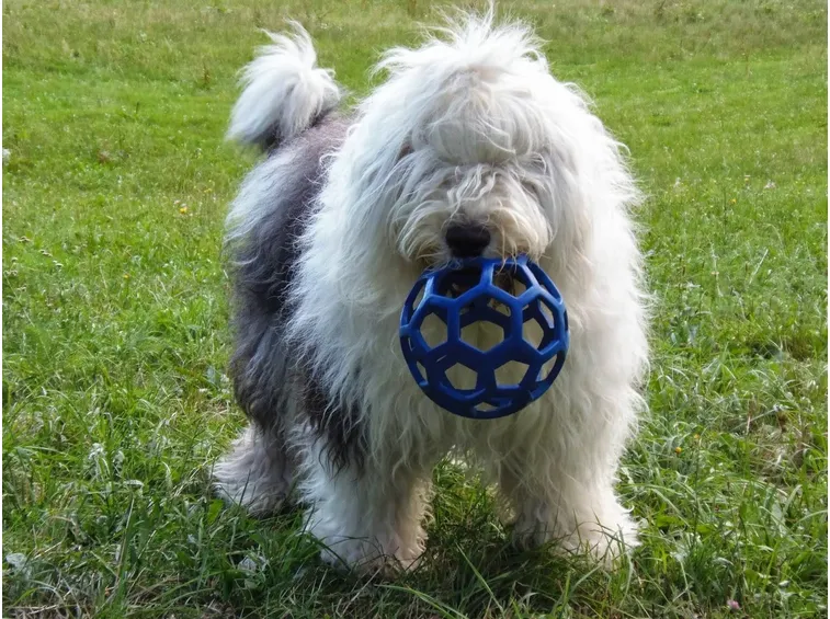 Bobtail