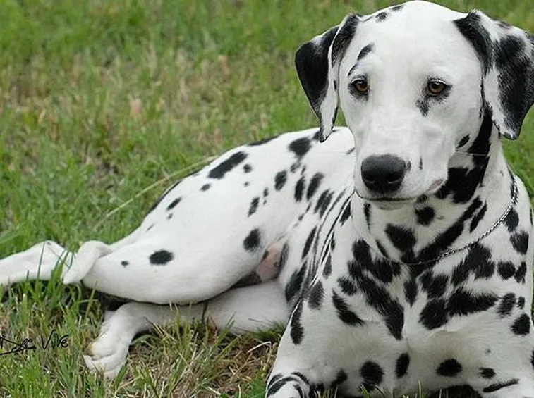 Dalmata femmina