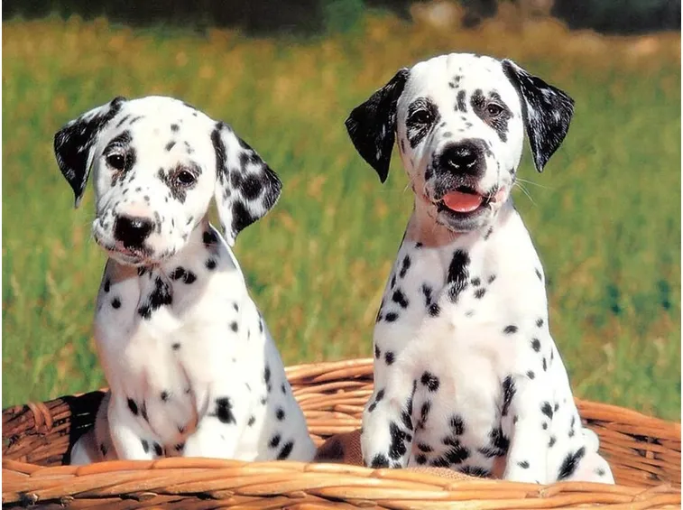 Cuccioli di Dalmata