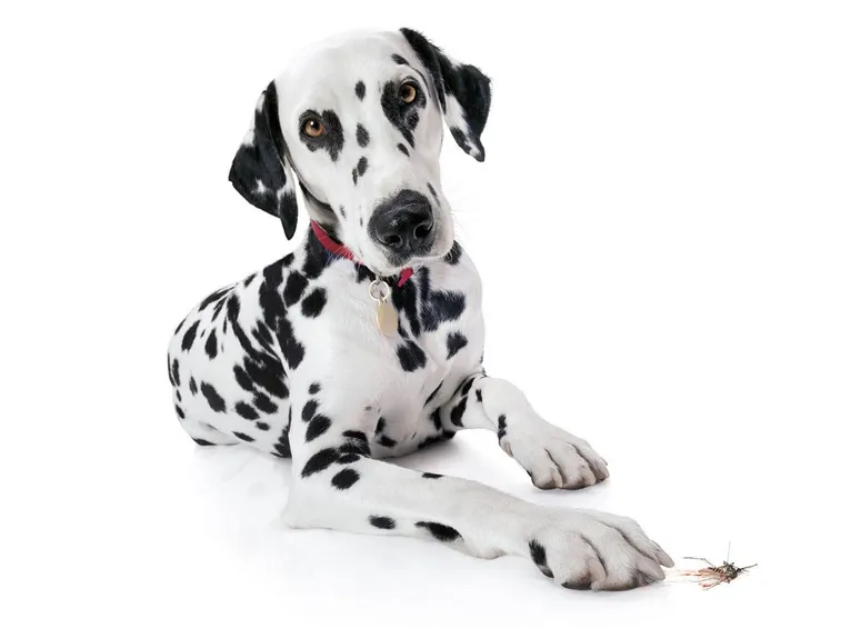 Dalmata adulto