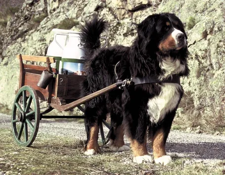 bovaro del bernese: cavallo dei poveri
