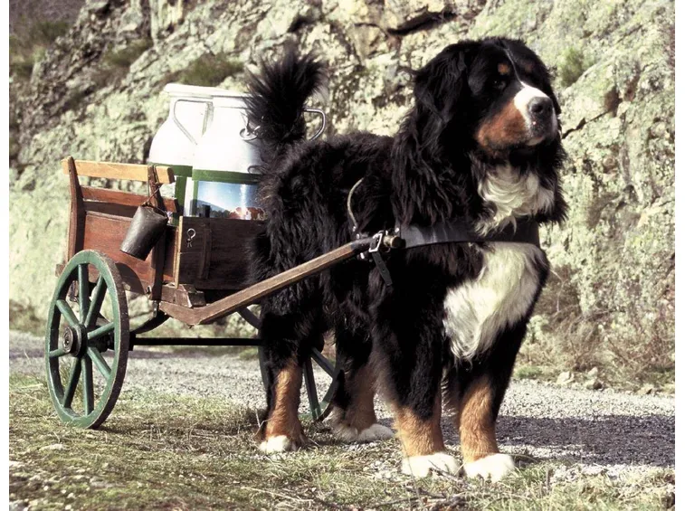 bovaro del bernese: cavallo dei poveri