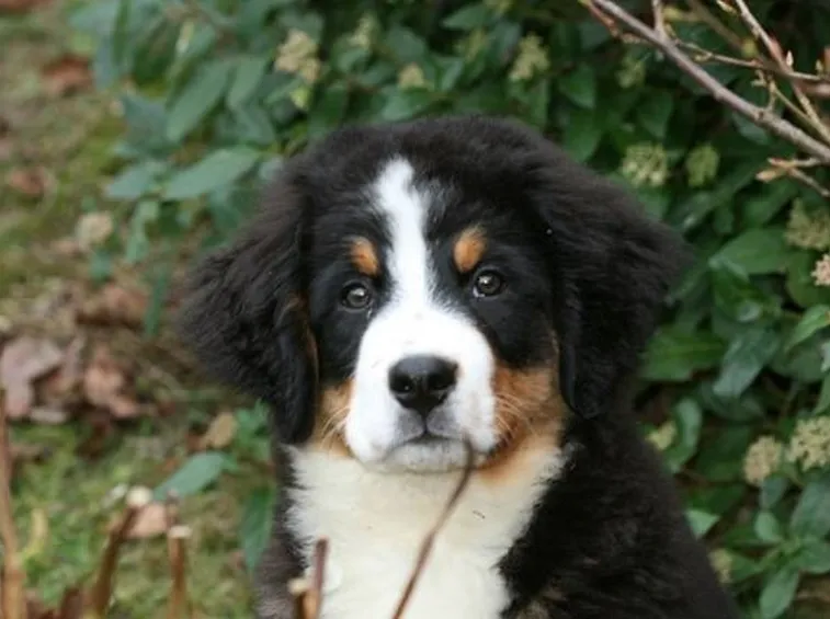 bovaro del bernese cucciolo