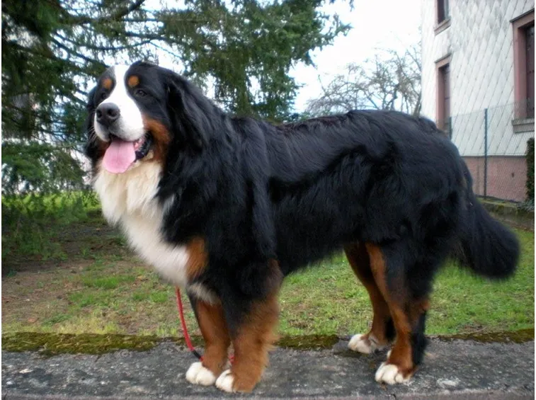 bovaro del bernese