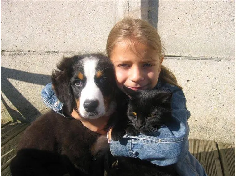 bovaro del bernese, un cane socievole