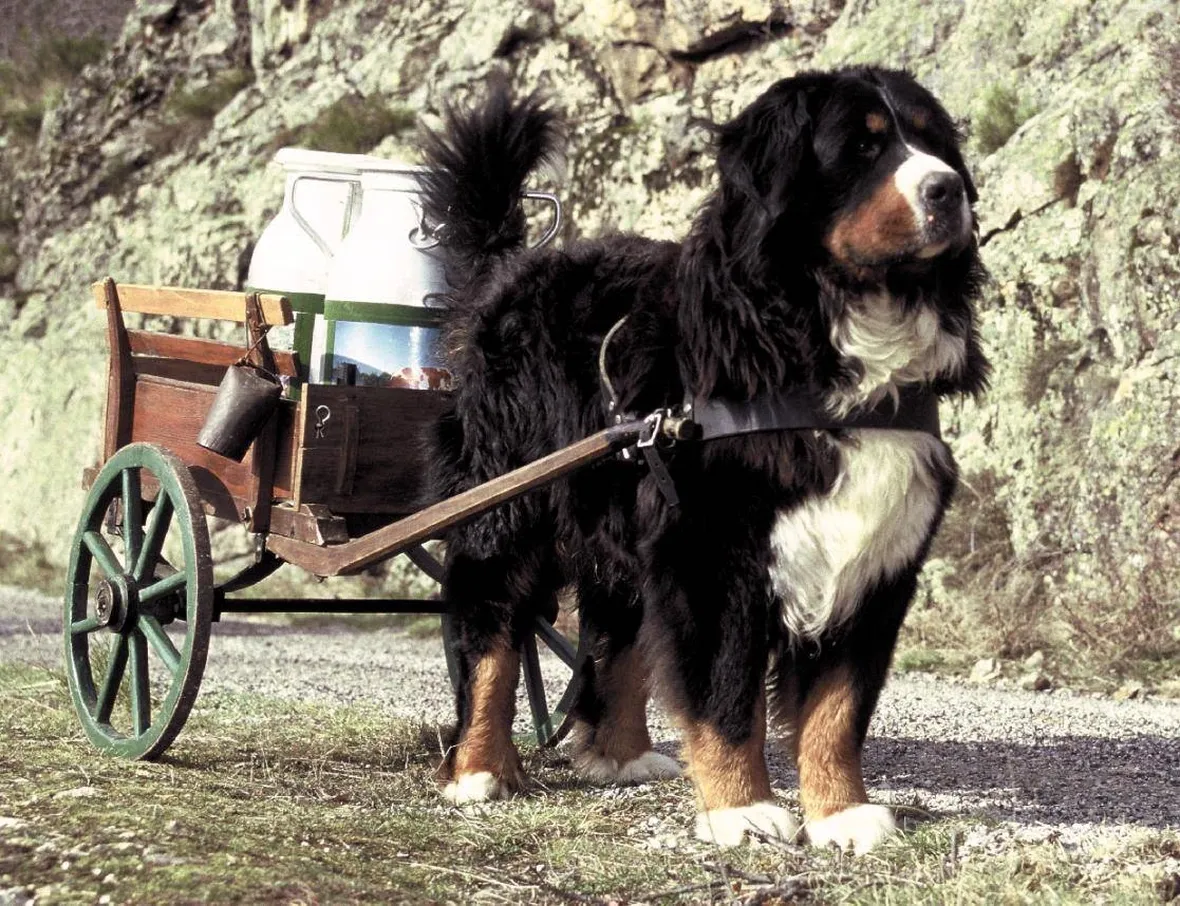 bovaro del bernese: cavallo dei poveri