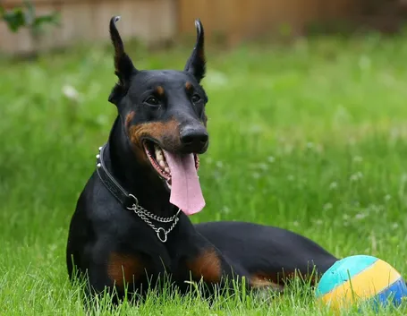 Dobermann adulto