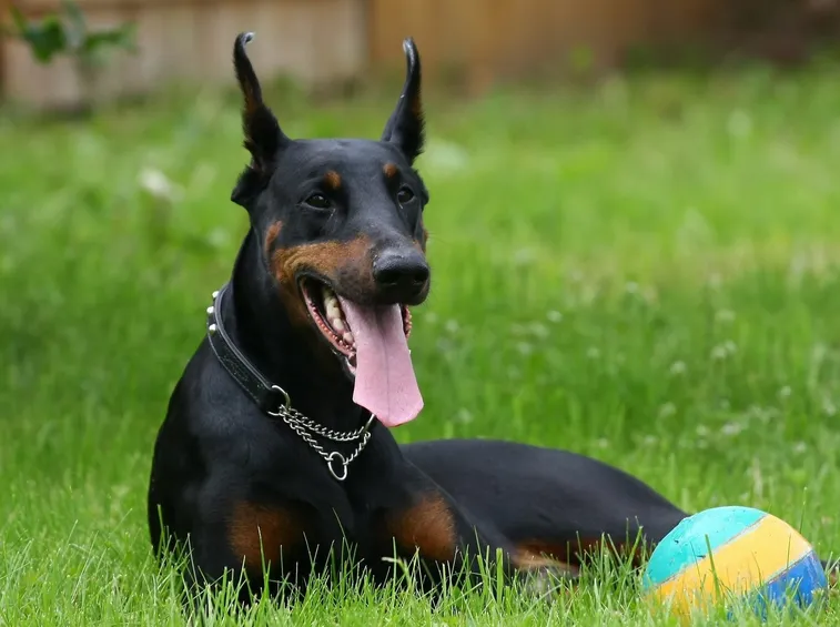 Dobermann adulto