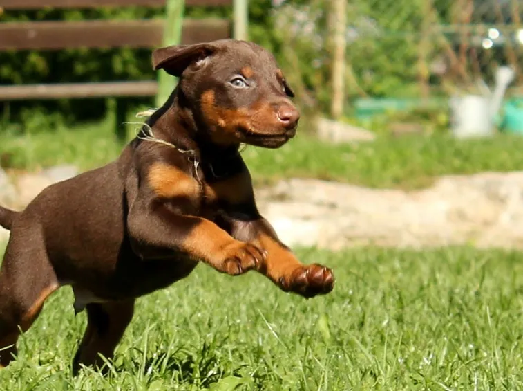 Cucciolo marrone focato