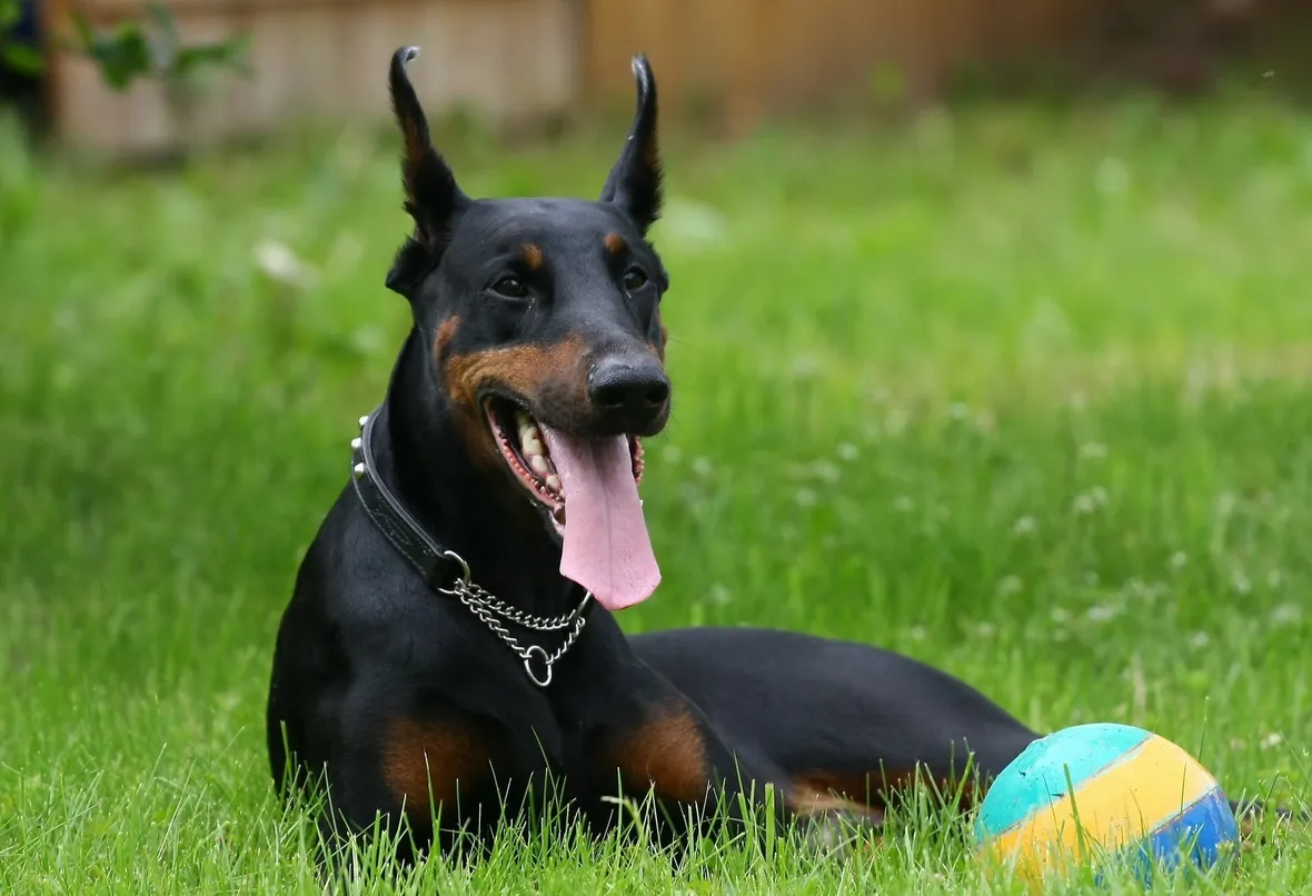 Dobermann adulto