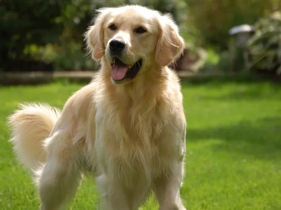Golden retriever