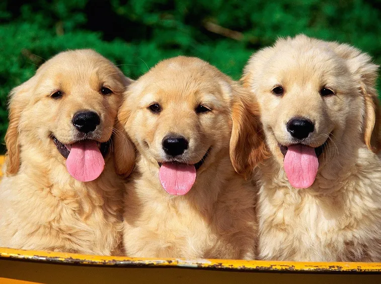 Cuccioli di Golden retriever