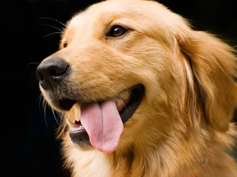 Golden retriever canadese