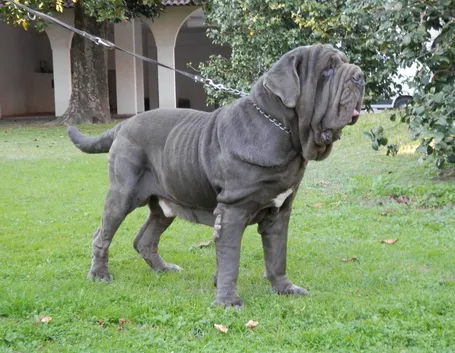 Mastino napoletano adulto
