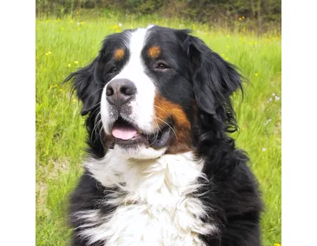 bovaro del bernese