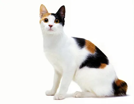 Femmina di bobtail giapponese con la classica colorazione tripartita.