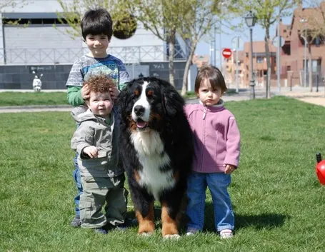 Il bovaro del barnese ama i bambini