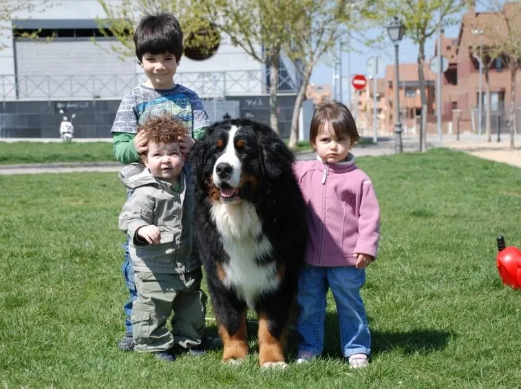 Il bovaro del barnese ama i bambini