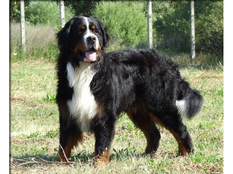 Il bovaro bernese è un cane forte e robusto