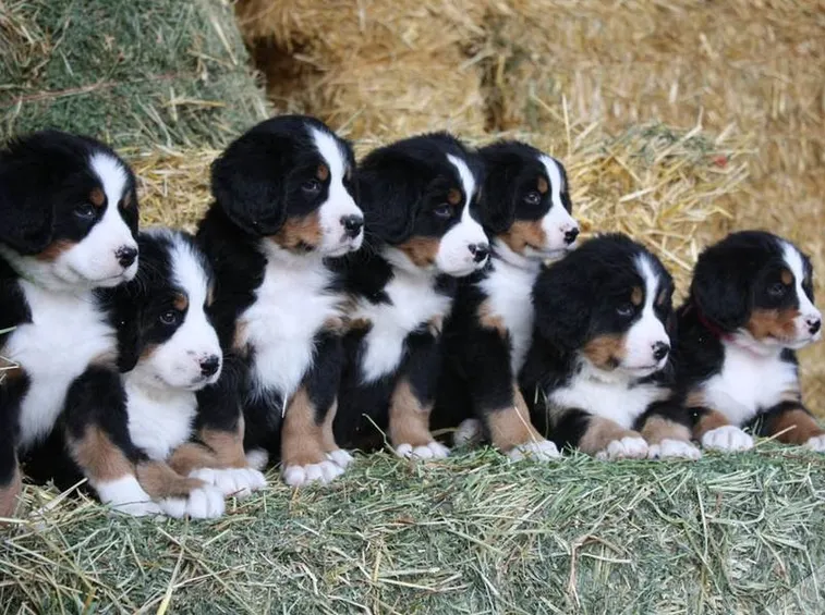 Il bovaro del bernese preferisce stare in campagna