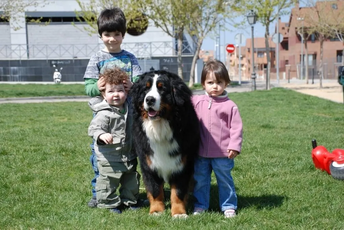 Il bovaro del barnese ama i bambini