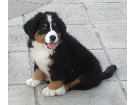 Cucciolo di bovaro del bernese