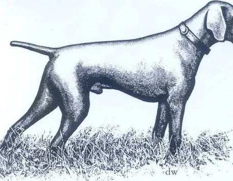 Illustrazione primi esemplari di bracco tedesco