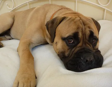 Bullmastiff
