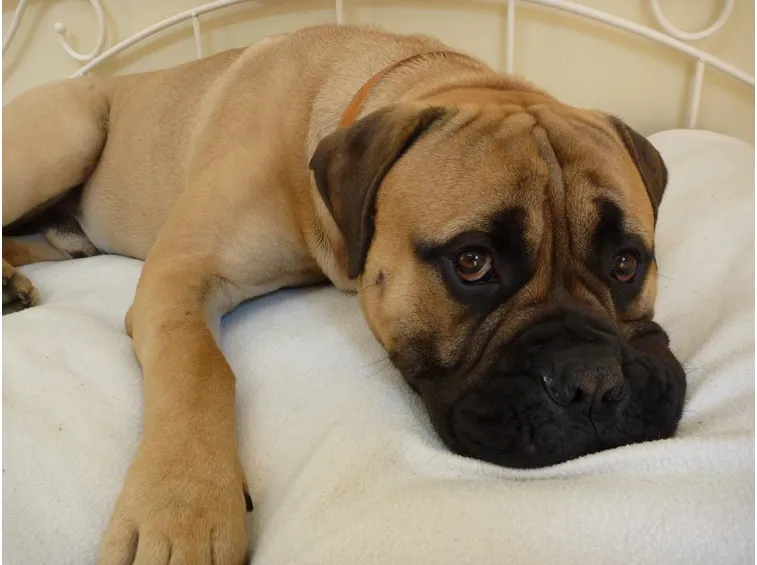 Bullmastiff