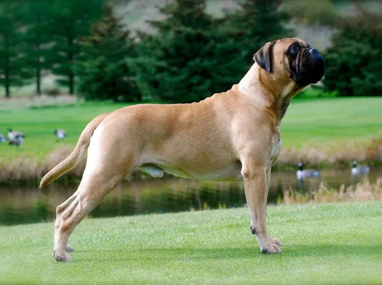Bullmastiff
