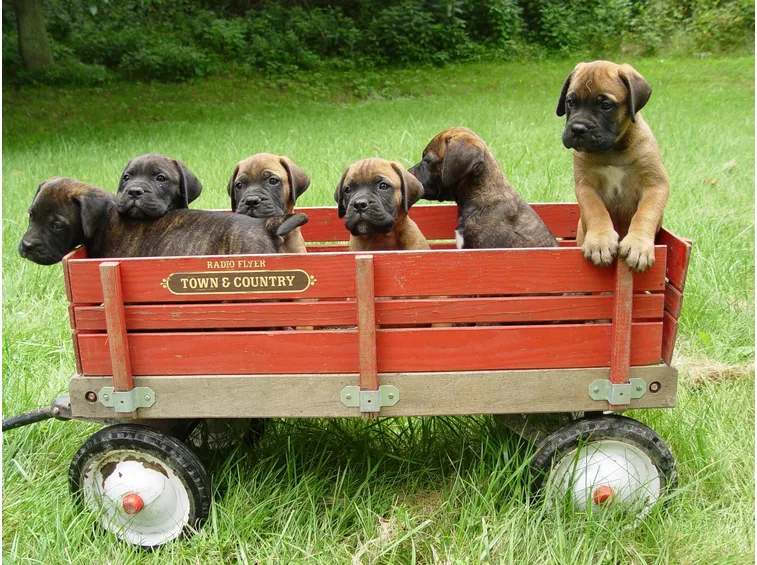 Cucciolata di bullmastiff