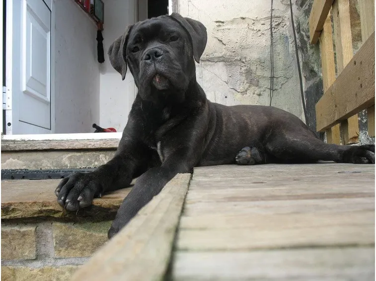 Cucciolotto di bull mastiff