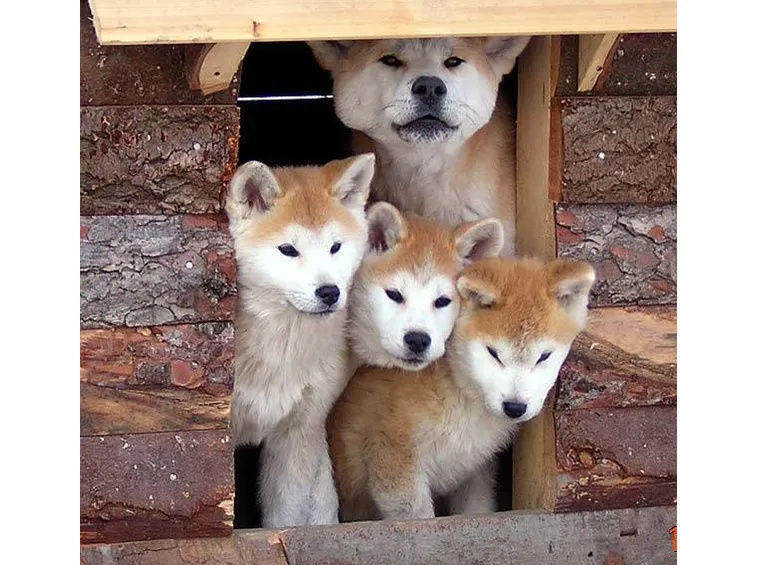 Cuccioli cane akita