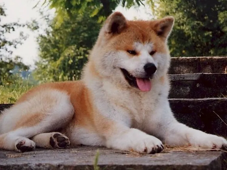 Cane akita