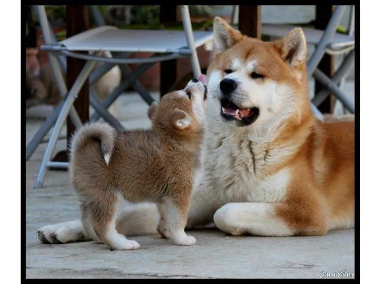 Cane akita adulto e cucciolo