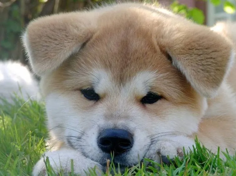Cane akita