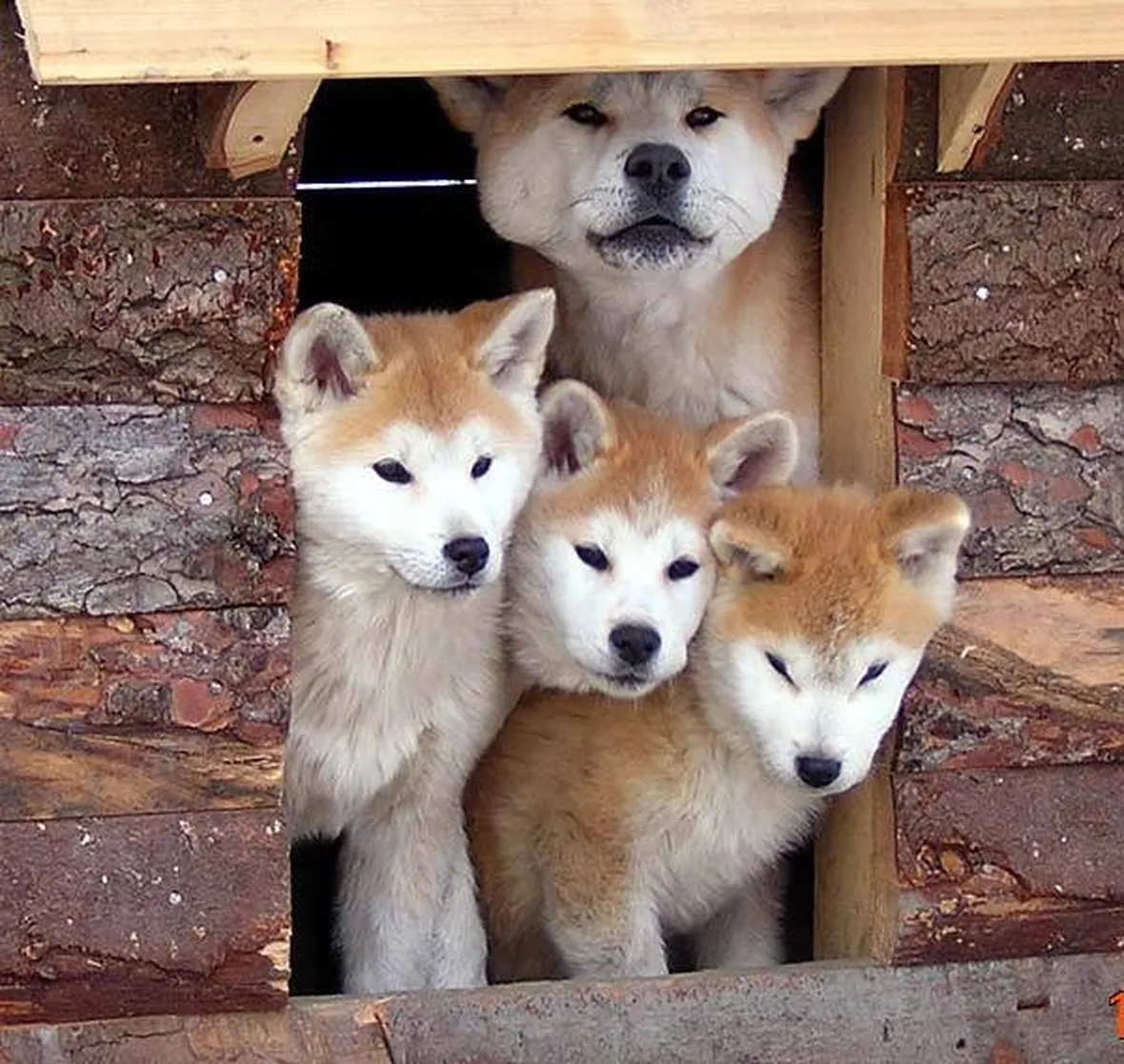 Cuccioli cane akita