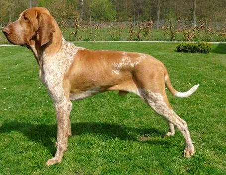 Bracco maschio adulto